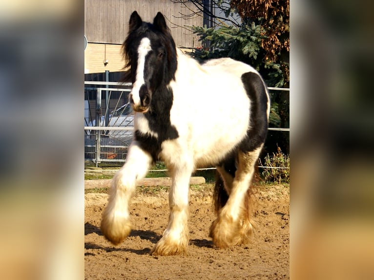 Cob Irlandese / Tinker / Gypsy Vanner Giumenta 3 Anni 135 cm Pezzato in Velpke