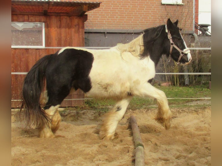 Cob Irlandese / Tinker / Gypsy Vanner Giumenta 3 Anni 135 cm Pezzato in Velpke