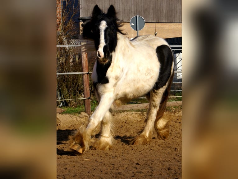 Cob Irlandese / Tinker / Gypsy Vanner Giumenta 3 Anni 135 cm Pezzato in Velpke