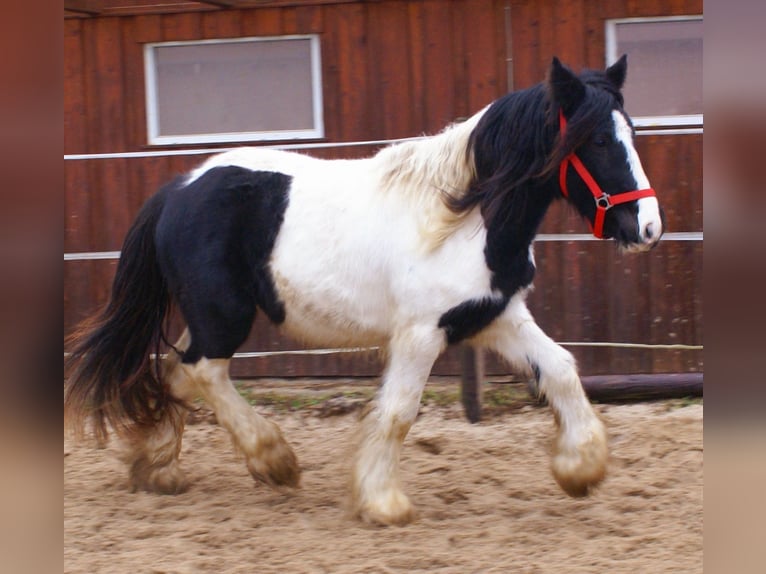 Cob Irlandese / Tinker / Gypsy Vanner Giumenta 3 Anni 135 cm Pezzato in Velpke