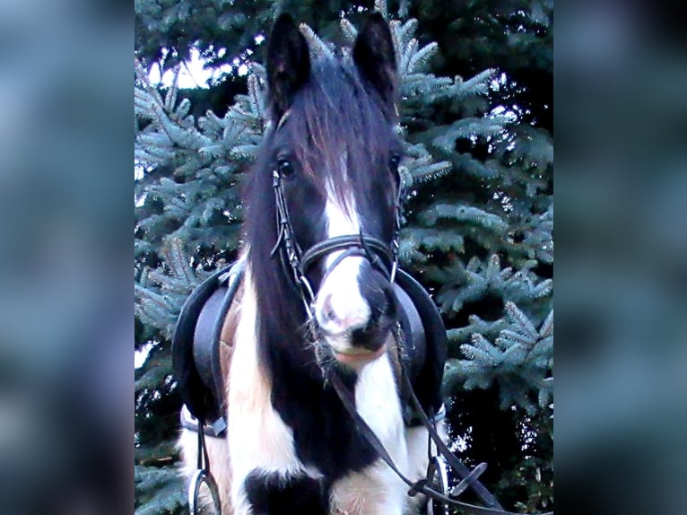 Cob Irlandese / Tinker / Gypsy Vanner Giumenta 3 Anni 135 cm Pezzato in Velpke