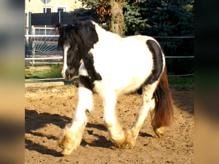 Cob Irlandese / Tinker / Gypsy Vanner Giumenta 3 Anni 135 cm Pezzato in Velpke