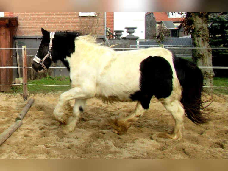 Cob Irlandese / Tinker / Gypsy Vanner Giumenta 3 Anni 135 cm Pezzato in Velpke