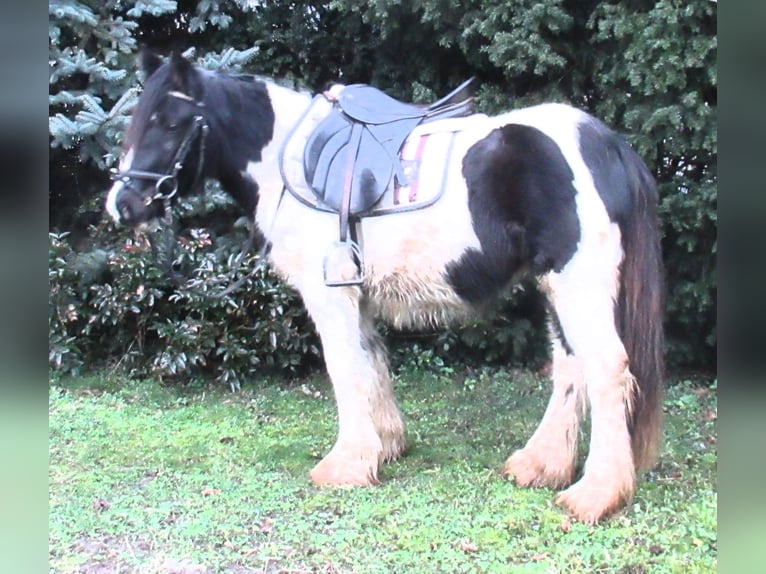 Cob Irlandese / Tinker / Gypsy Vanner Giumenta 3 Anni 135 cm Pezzato in Velpke