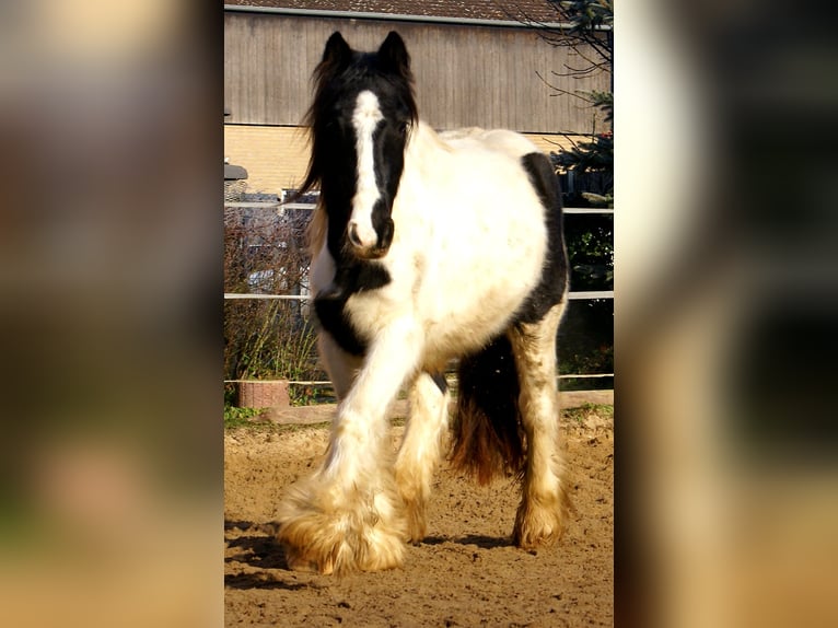 Cob Irlandese / Tinker / Gypsy Vanner Giumenta 3 Anni 135 cm Pezzato in Velpke