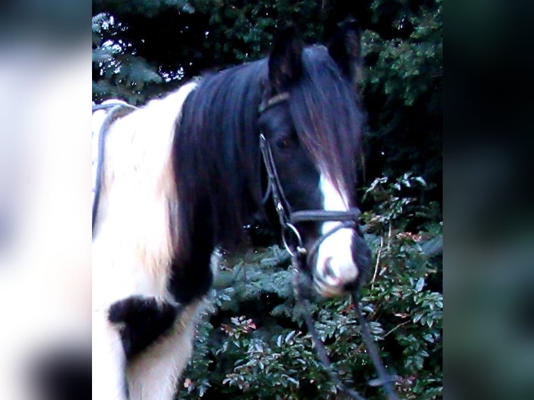 Cob Irlandese / Tinker / Gypsy Vanner Giumenta 3 Anni 135 cm Pezzato in Velpke