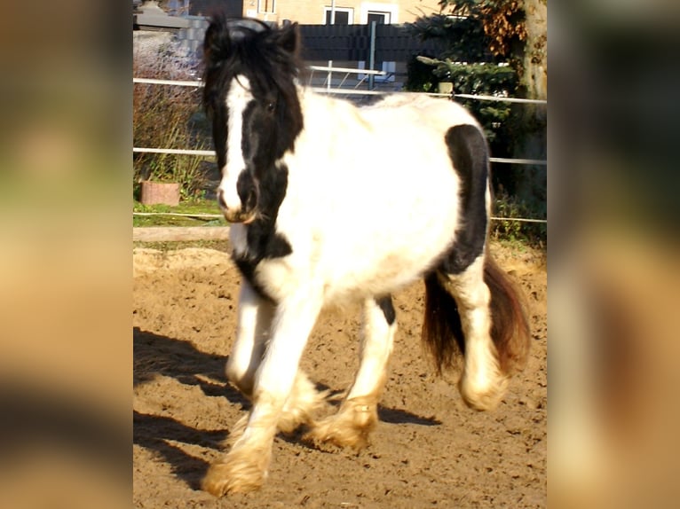 Cob Irlandese / Tinker / Gypsy Vanner Giumenta 3 Anni 135 cm Pezzato in Velpke