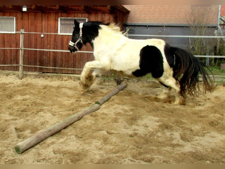 Cob Irlandese / Tinker / Gypsy Vanner Giumenta 3 Anni 135 cm Pezzato in Velpke