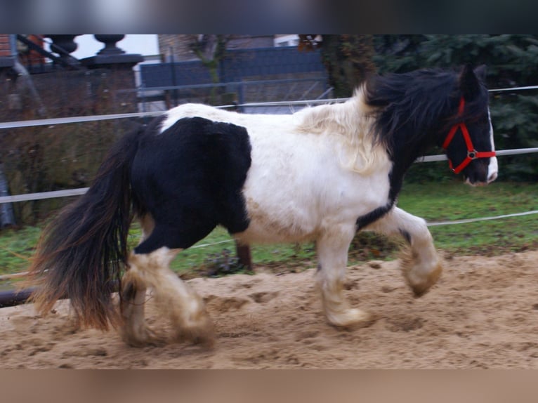 Cob Irlandese / Tinker / Gypsy Vanner Giumenta 3 Anni 135 cm Pezzato in Velpke