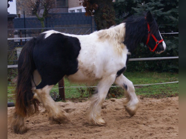 Cob Irlandese / Tinker / Gypsy Vanner Giumenta 3 Anni 135 cm Pezzato in Velpke