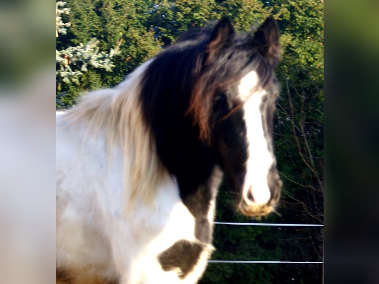 Cob Irlandese / Tinker / Gypsy Vanner Giumenta 3 Anni 135 cm Pezzato in Velpke