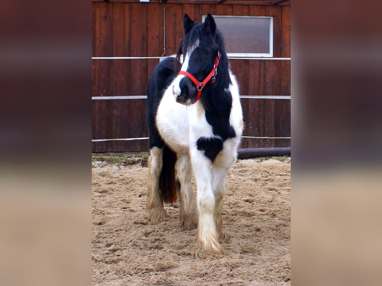 Cob Irlandese / Tinker / Gypsy Vanner Giumenta 3 Anni 135 cm Pezzato in Velpke