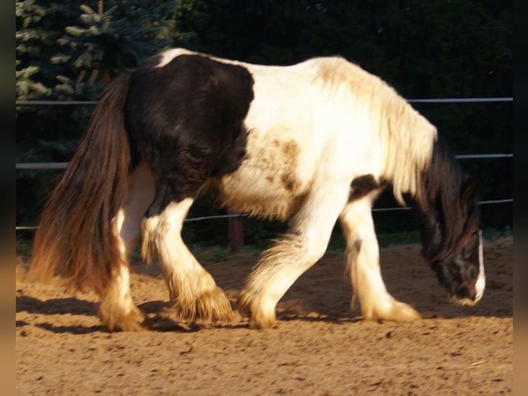 Cob Irlandese / Tinker / Gypsy Vanner Giumenta 3 Anni 135 cm Pezzato in Velpke