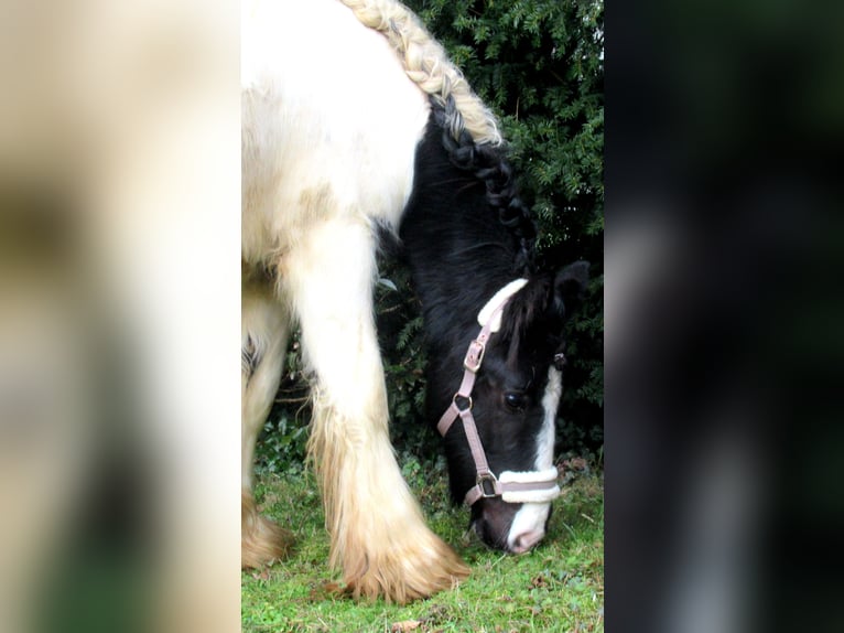 Cob Irlandese / Tinker / Gypsy Vanner Giumenta 3 Anni 135 cm Pezzato in Velpke