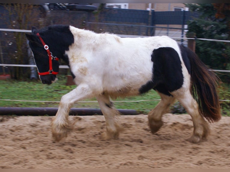 Cob Irlandese / Tinker / Gypsy Vanner Giumenta 3 Anni 135 cm Pezzato in Velpke