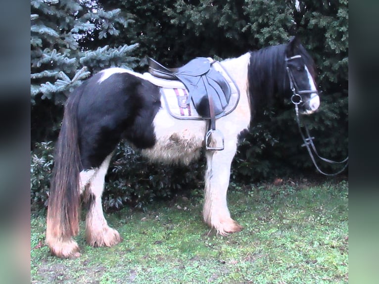 Cob Irlandese / Tinker / Gypsy Vanner Giumenta 3 Anni 135 cm Pezzato in Velpke