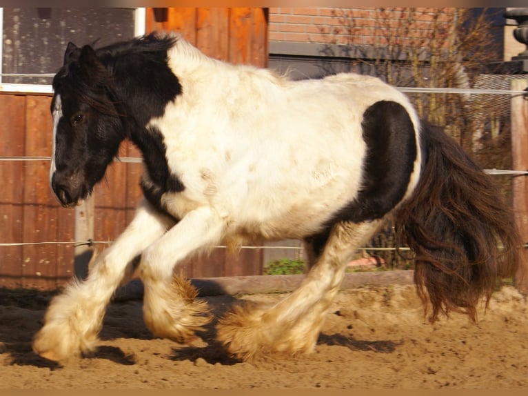 Cob Irlandese / Tinker / Gypsy Vanner Giumenta 3 Anni 135 cm Pezzato in Velpke