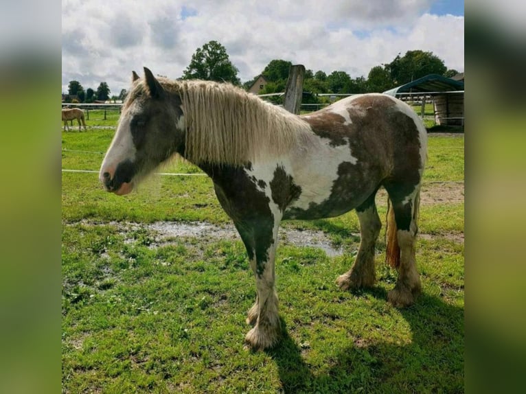 Cob Irlandese / Tinker / Gypsy Vanner Giumenta 3 Anni 139 cm Pezzato in Banzkow