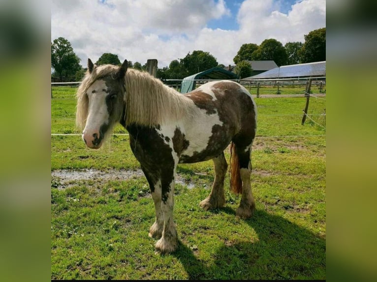 Cob Irlandese / Tinker / Gypsy Vanner Giumenta 3 Anni 139 cm Pezzato in Banzkow