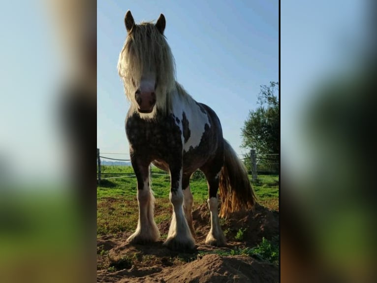 Cob Irlandese / Tinker / Gypsy Vanner Giumenta 3 Anni 139 cm Pezzato in Banzkow