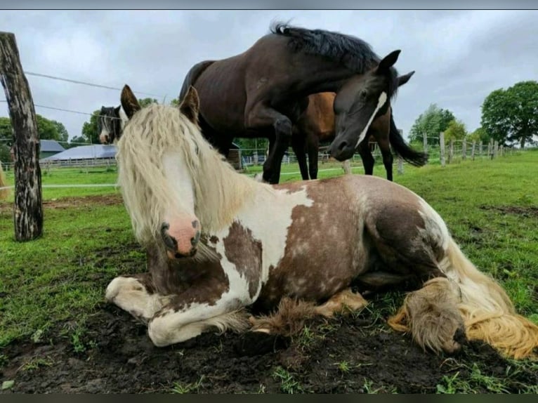 Cob Irlandese / Tinker / Gypsy Vanner Giumenta 3 Anni 139 cm Pezzato in Banzkow