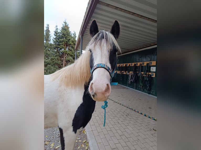 Cob Irlandese / Tinker / Gypsy Vanner Mix Giumenta 3 Anni 141 cm Pezzato in Wienrode