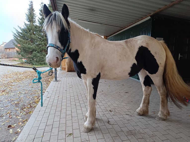 Cob Irlandese / Tinker / Gypsy Vanner Mix Giumenta 3 Anni 141 cm Pezzato in Wienrode