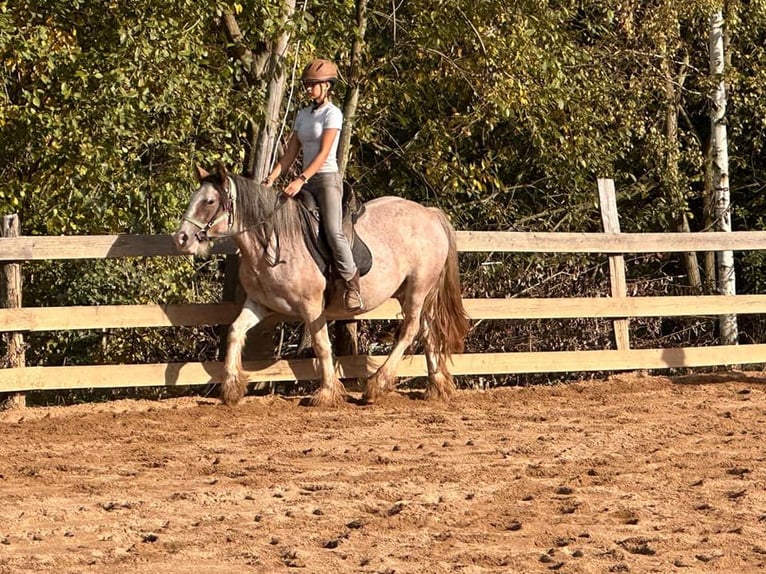 Cob Irlandese / Tinker / Gypsy Vanner Giumenta 3 Anni 142 cm Roano rosso in Wlen