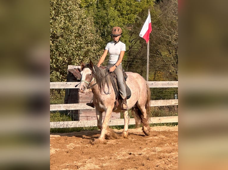 Cob Irlandese / Tinker / Gypsy Vanner Giumenta 3 Anni 142 cm Roano rosso in Wlen