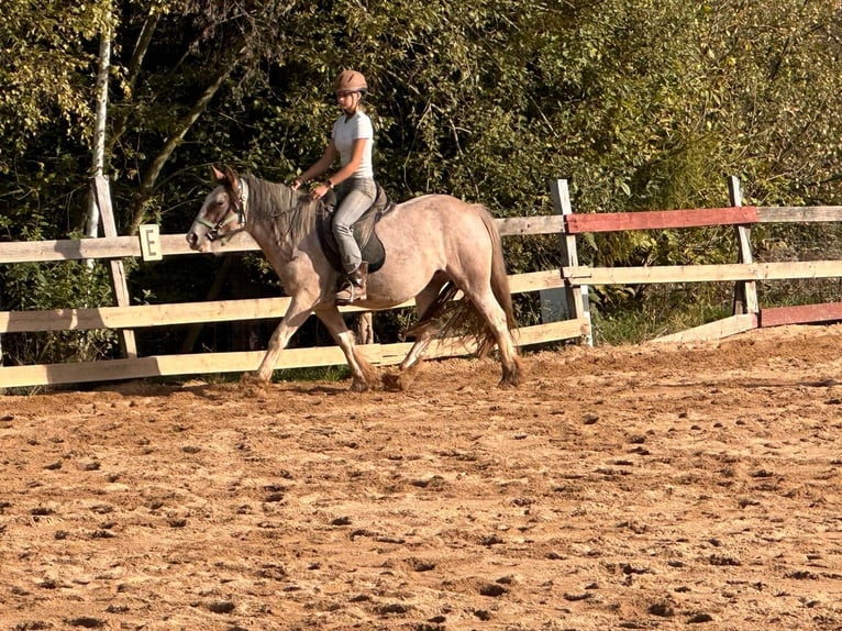 Cob Irlandese / Tinker / Gypsy Vanner Giumenta 3 Anni 142 cm Roano rosso in Wlen