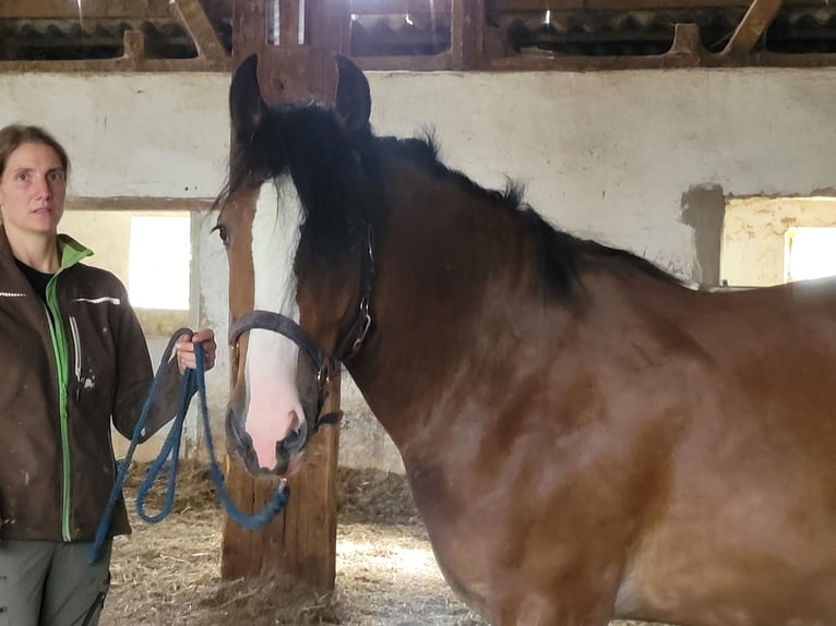 Cob Irlandese / Tinker / Gypsy Vanner Giumenta 3 Anni 145 cm Baio in Donzdorf