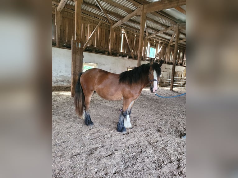 Cob Irlandese / Tinker / Gypsy Vanner Giumenta 3 Anni 145 cm Baio in Donzdorf