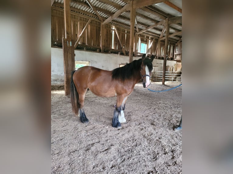 Cob Irlandese / Tinker / Gypsy Vanner Giumenta 3 Anni 145 cm Baio in Donzdorf