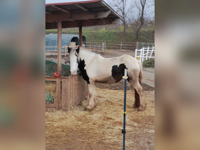 Cob Irlandese / Tinker / Gypsy Vanner Giumenta 3 Anni 148 cm Pezzato in Ebersbrunn