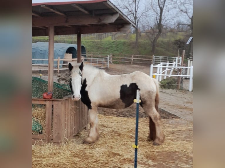 Cob Irlandese / Tinker / Gypsy Vanner Giumenta 3 Anni 148 cm Pezzato in Ebersbrunn