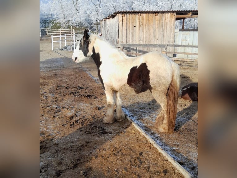 Cob Irlandese / Tinker / Gypsy Vanner Giumenta 3 Anni 148 cm Pezzato in Ebersbrunn