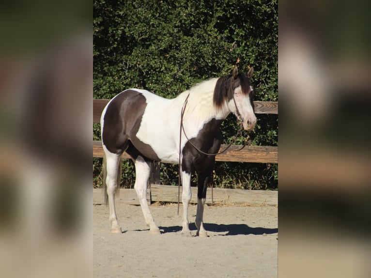 Cob Irlandese / Tinker / Gypsy Vanner Giumenta 3 Anni 150 cm Grullo in Bitterwater CA