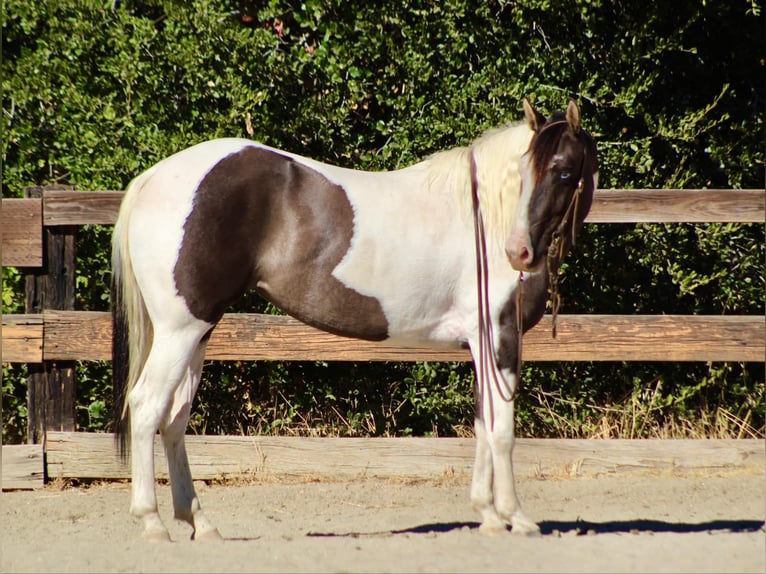 Cob Irlandese / Tinker / Gypsy Vanner Giumenta 3 Anni 150 cm Grullo in Bitterwater CA