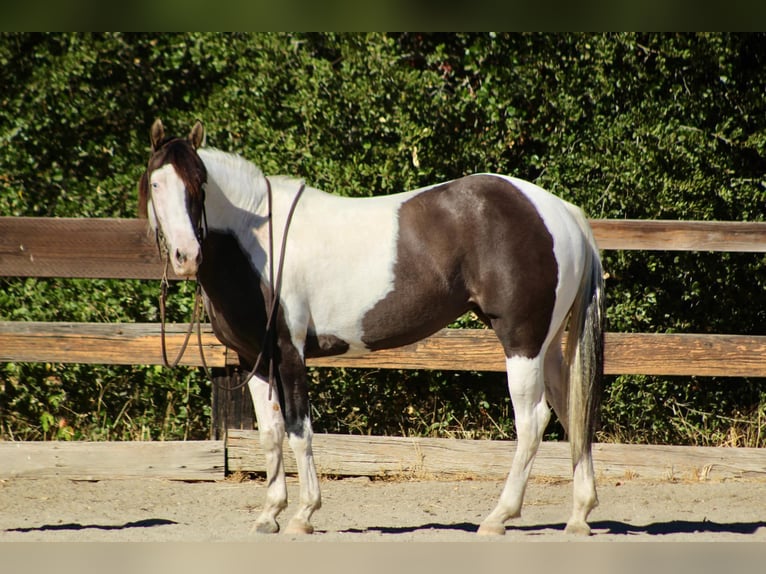 Cob Irlandese / Tinker / Gypsy Vanner Giumenta 3 Anni 150 cm Grullo in Bitterwater CA