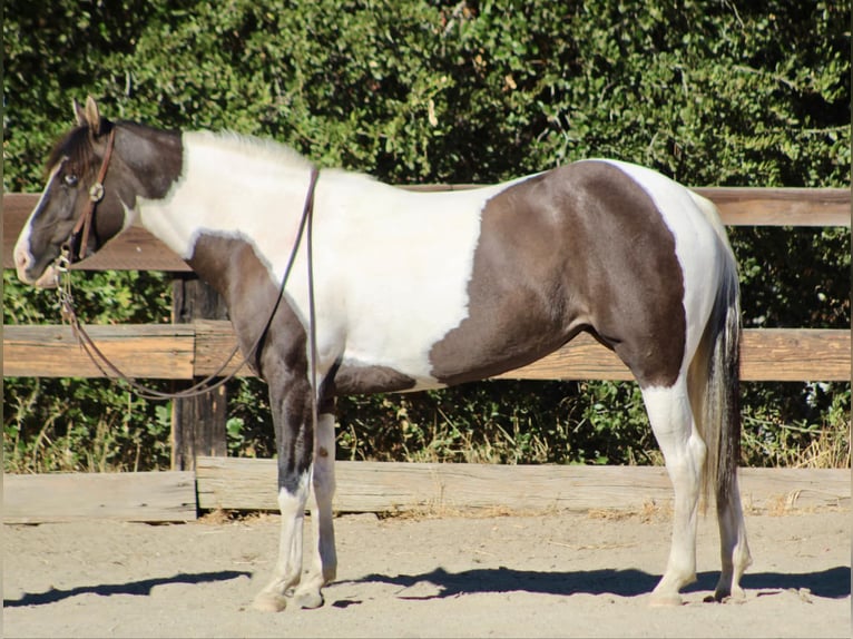 Cob Irlandese / Tinker / Gypsy Vanner Giumenta 3 Anni 150 cm Grullo in Bitterwater CA