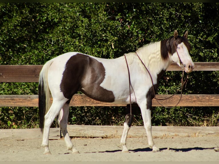 Cob Irlandese / Tinker / Gypsy Vanner Giumenta 3 Anni 150 cm Grullo in Bitterwater CA