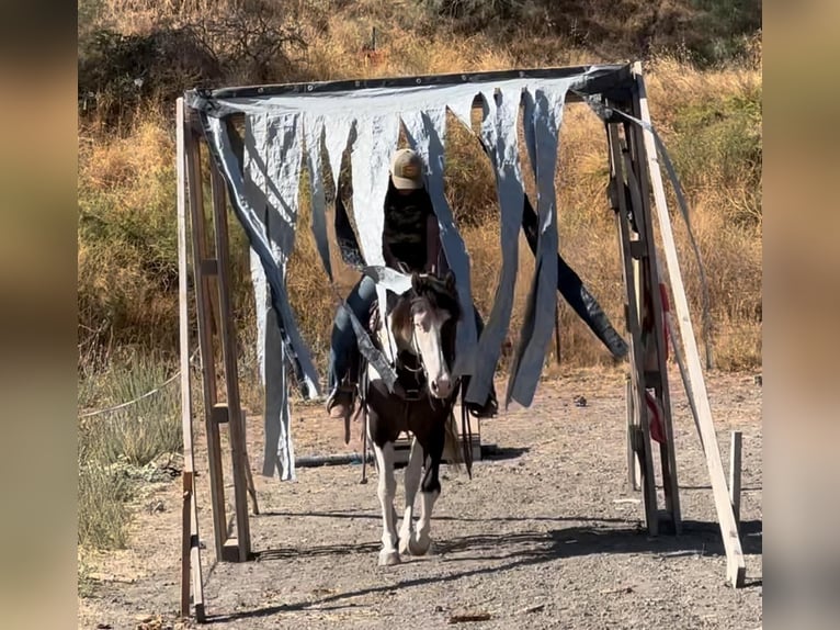 Cob Irlandese / Tinker / Gypsy Vanner Giumenta 3 Anni 150 cm Grullo in Bitterwater CA