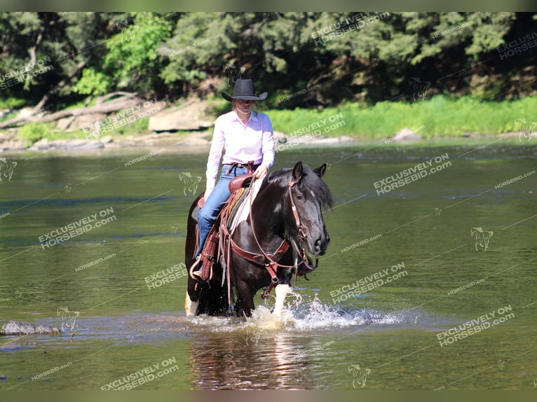 Cob Irlandese / Tinker / Gypsy Vanner Giumenta 3 Anni 155 cm Pezzato in Clarion, PA