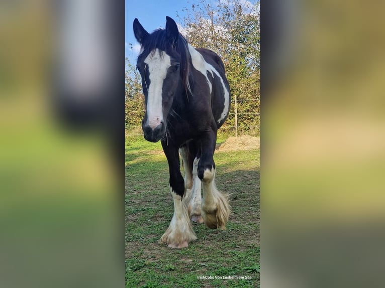 Cob Irlandese / Tinker / Gypsy Vanner Giumenta 3 Anni 160 cm Pezzato in Losheim am See