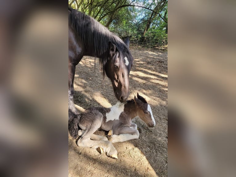 Cob Irlandese / Tinker / Gypsy Vanner Giumenta 3 Anni 160 cm Pezzato in Losheim am See