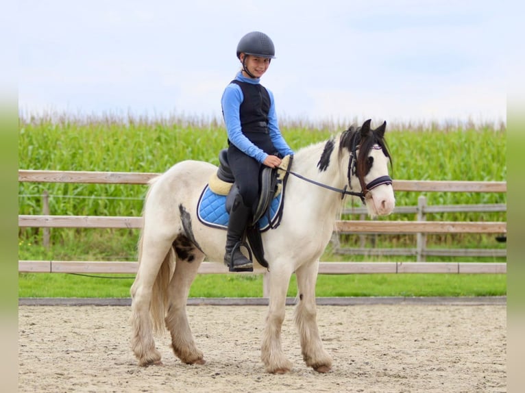 Cob Irlandese / Tinker / Gypsy Vanner Giumenta 4 Anni 120 cm Pezzato in Bogaarden