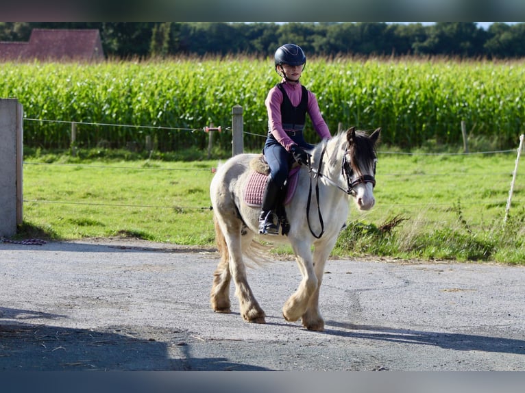 Cob Irlandese / Tinker / Gypsy Vanner Giumenta 4 Anni 120 cm Pezzato in Bogaarden