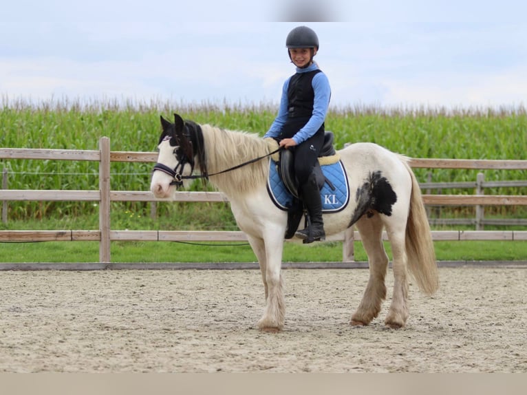 Cob Irlandese / Tinker / Gypsy Vanner Giumenta 4 Anni 120 cm Pezzato in Bogaarden