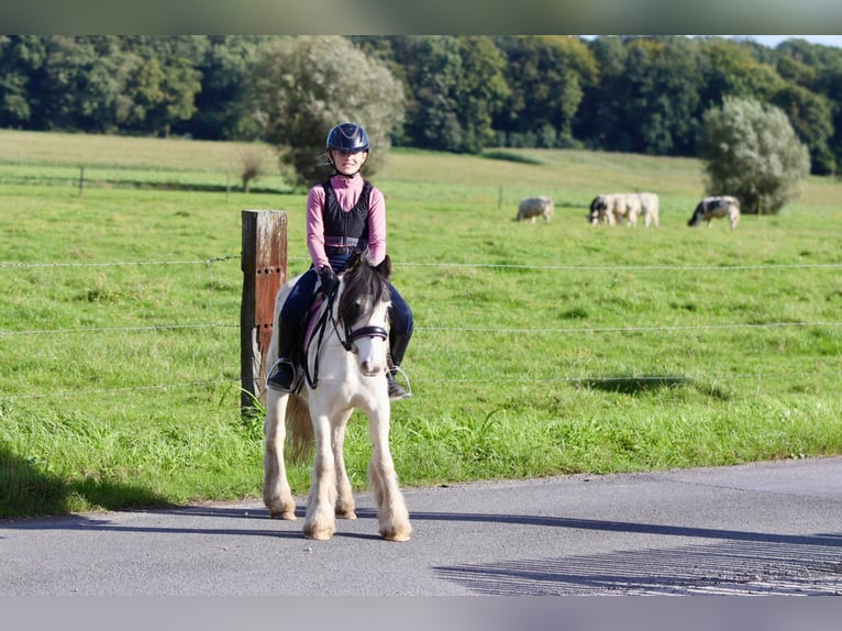 Cob Irlandese / Tinker / Gypsy Vanner Giumenta 4 Anni 120 cm Pezzato in Bogaarden