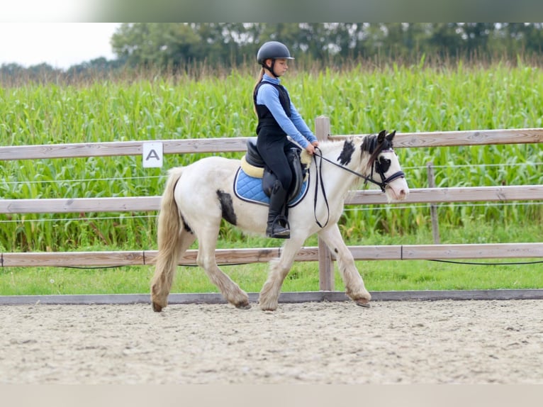 Cob Irlandese / Tinker / Gypsy Vanner Giumenta 4 Anni 120 cm Pezzato in Bogaarden